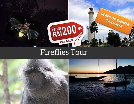 Kuala Selangor Fireflies Tour | Kuala Selangor Firefly Park