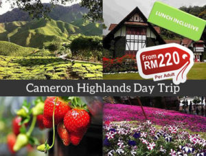 cameron highlands one day trip